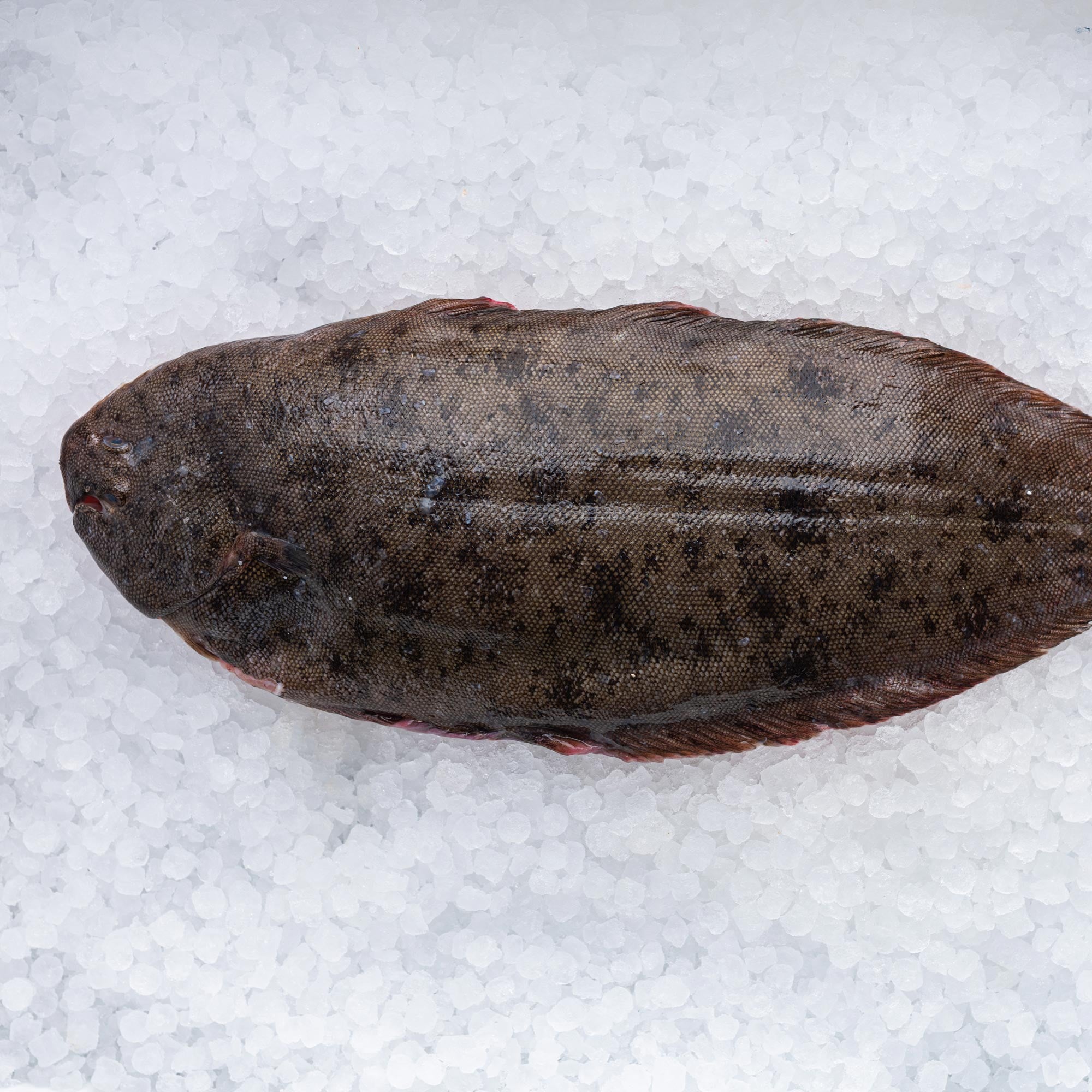 Whole Dover Sole The Sea, The Sea Online