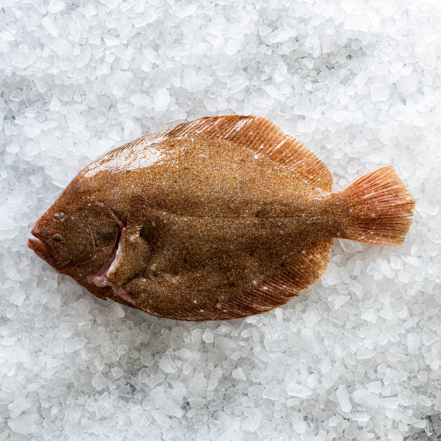 Whole Brill