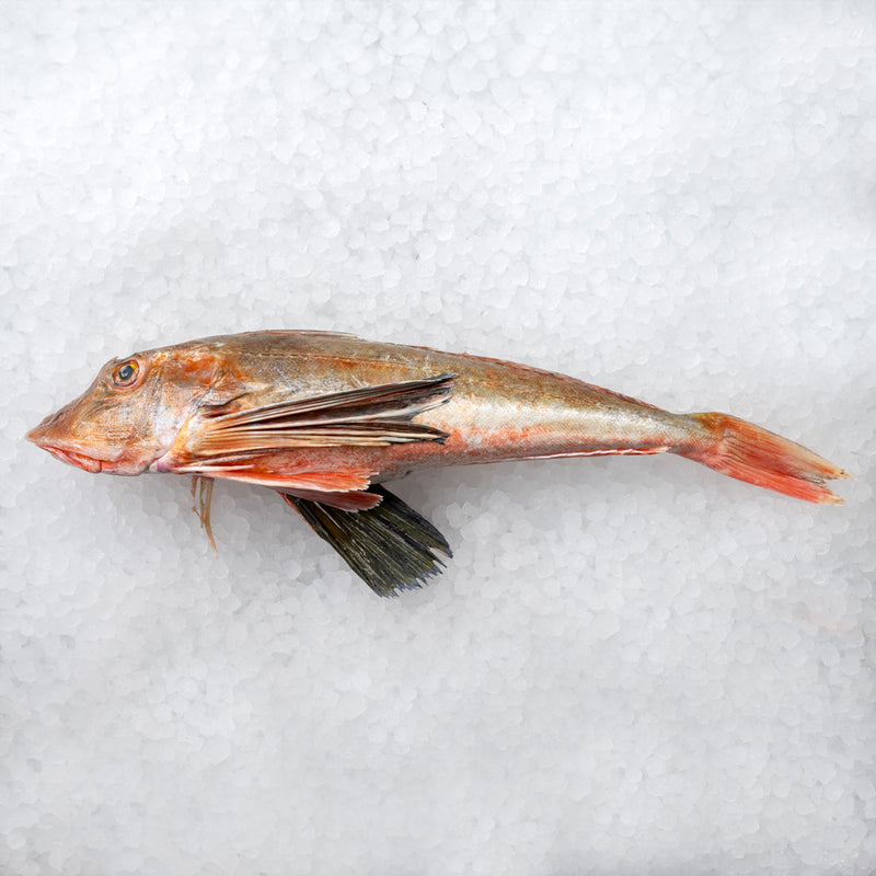 Red Gurnard