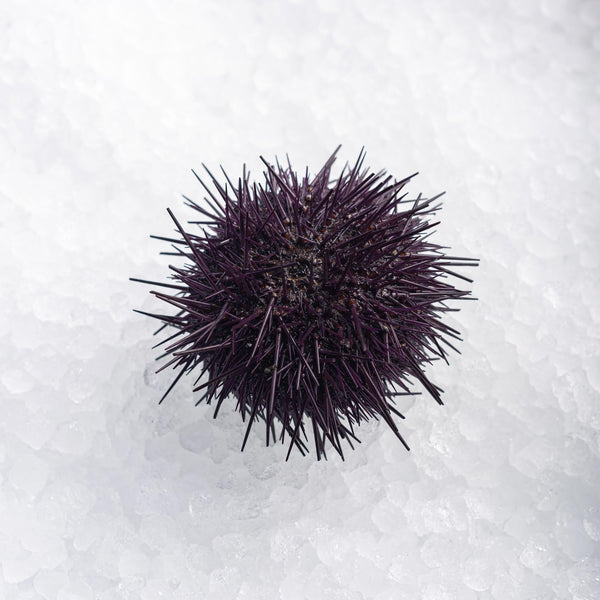 Sea Urchin*