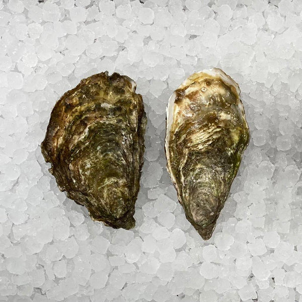 Rock Oysters*