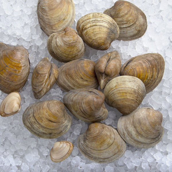 Dorset Clams*