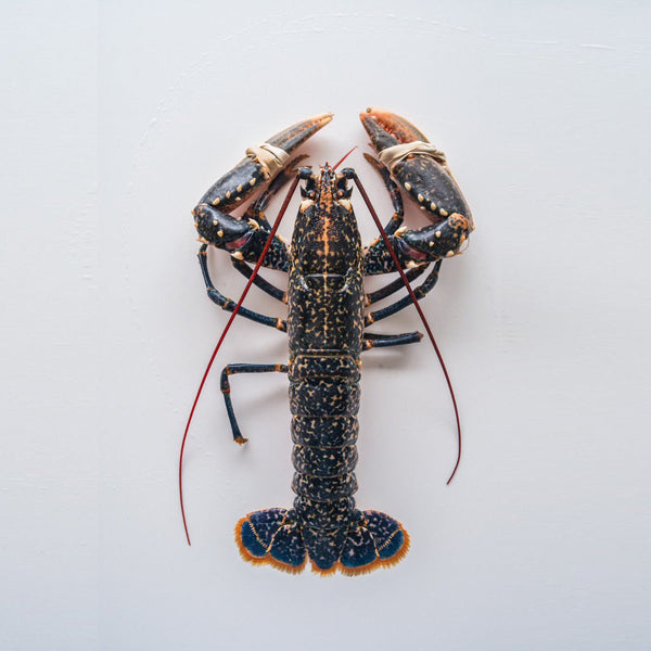 Live Cornish Lobster*