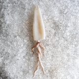 Whole Squid