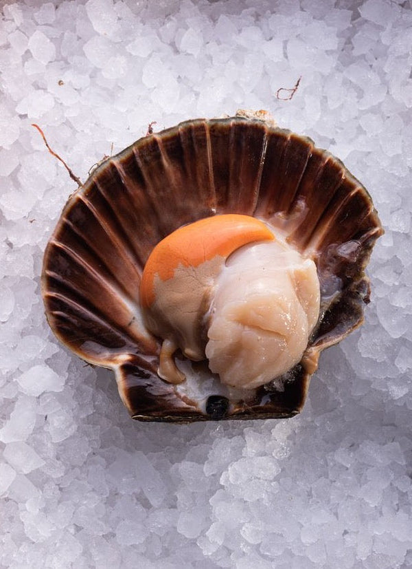 Hand Dived Scallops*