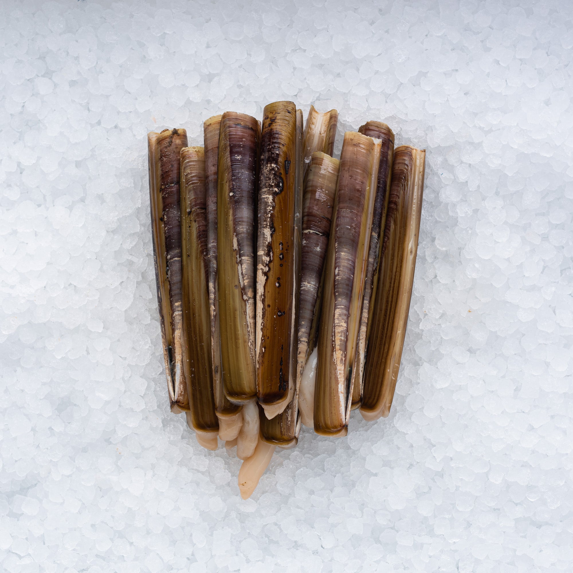 Razor Clams – The Sea, The Sea Online