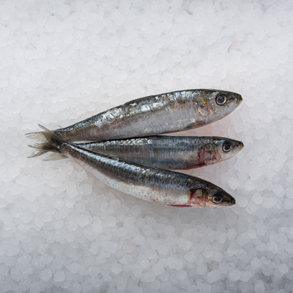 Sardines