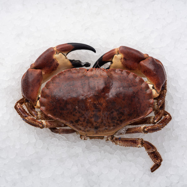 Whole Live Brown Crab