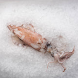 Whole Squid
