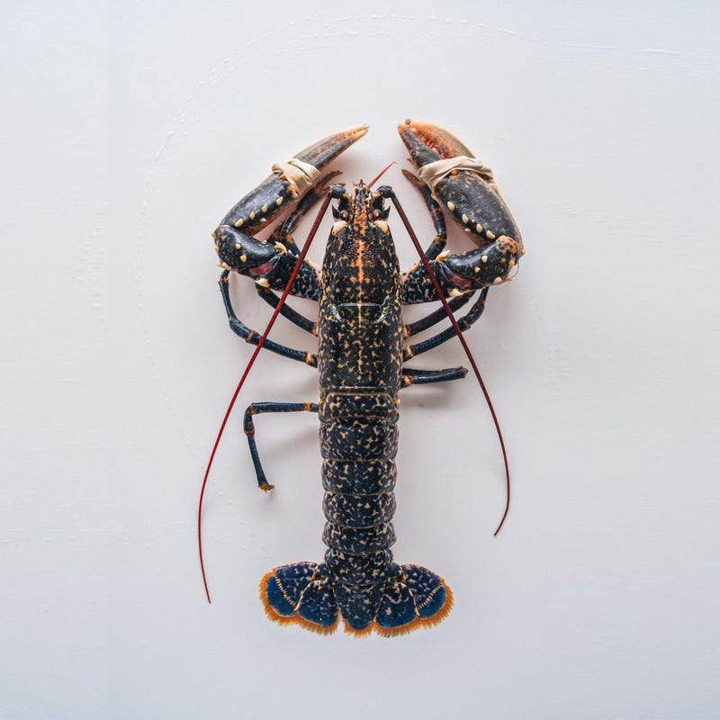 Live Cornish Lobster